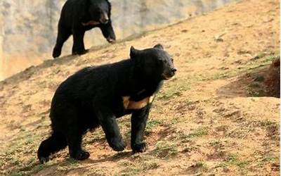 黑龙江一地发现黑熊在街道上奔跑  黑龙江 黑熊